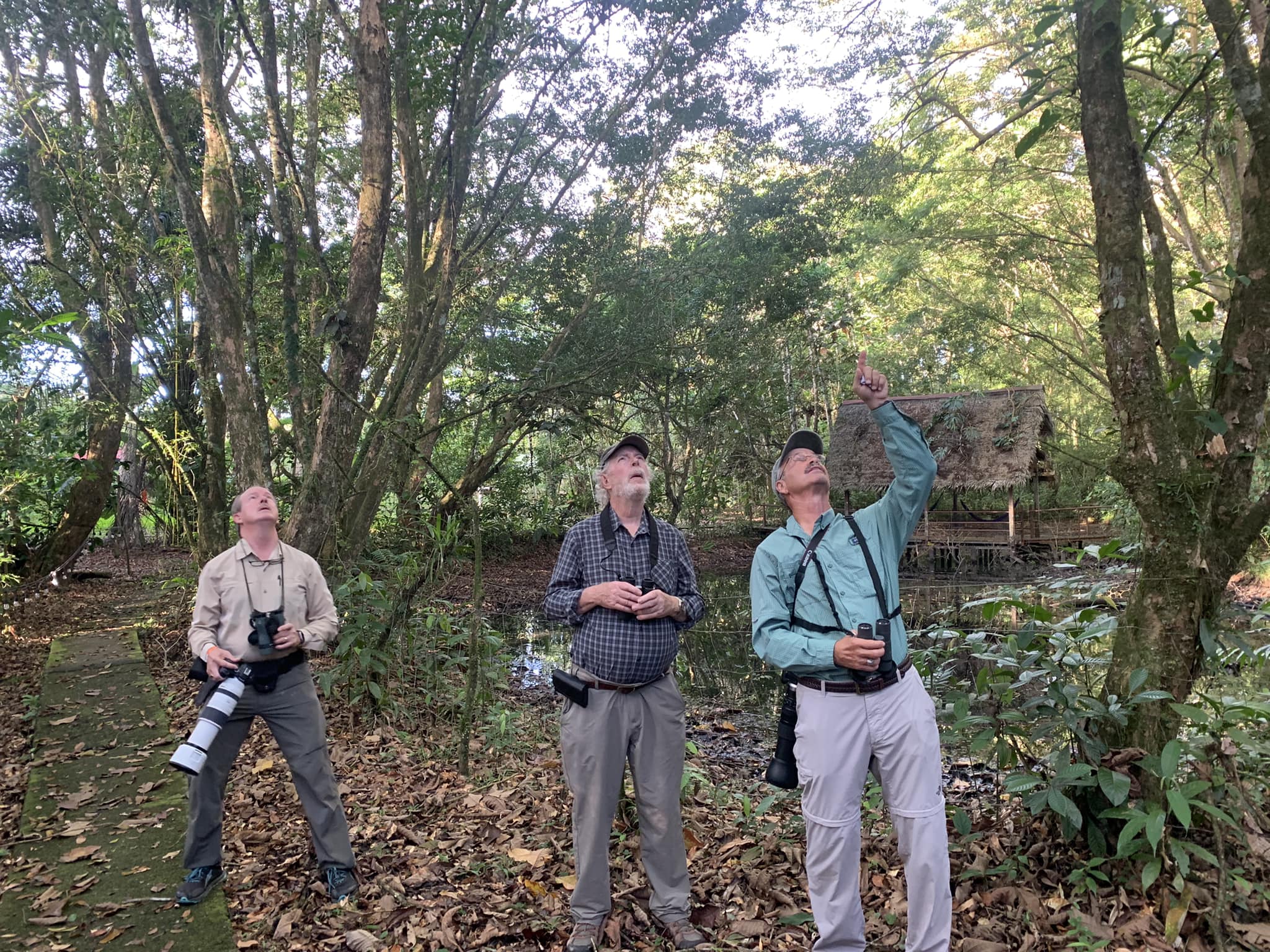 three birders looking into the trees and pointing at a bird