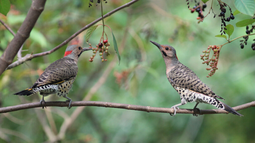 northern flickers in tree