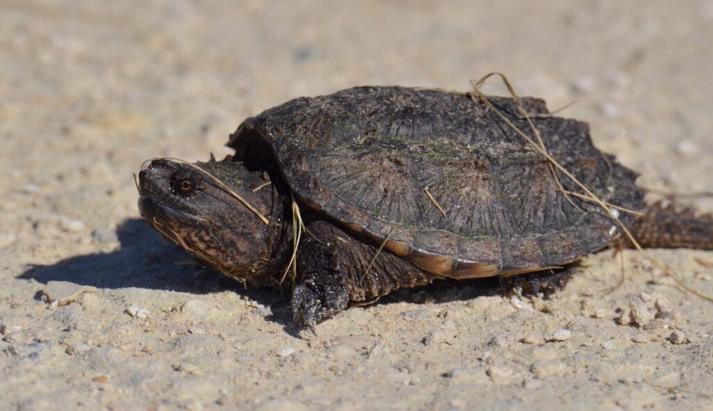 snapping turtle on sand