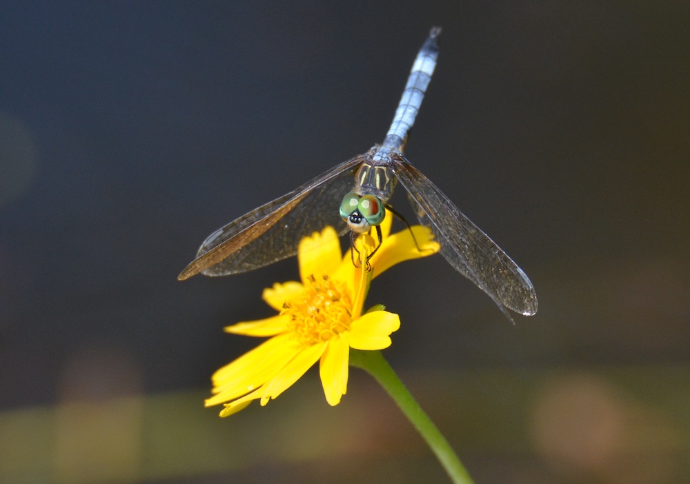 photo of blue dasher dragonfly