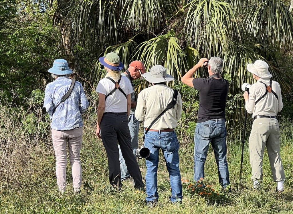 five birders peering into shrubbery after a bird