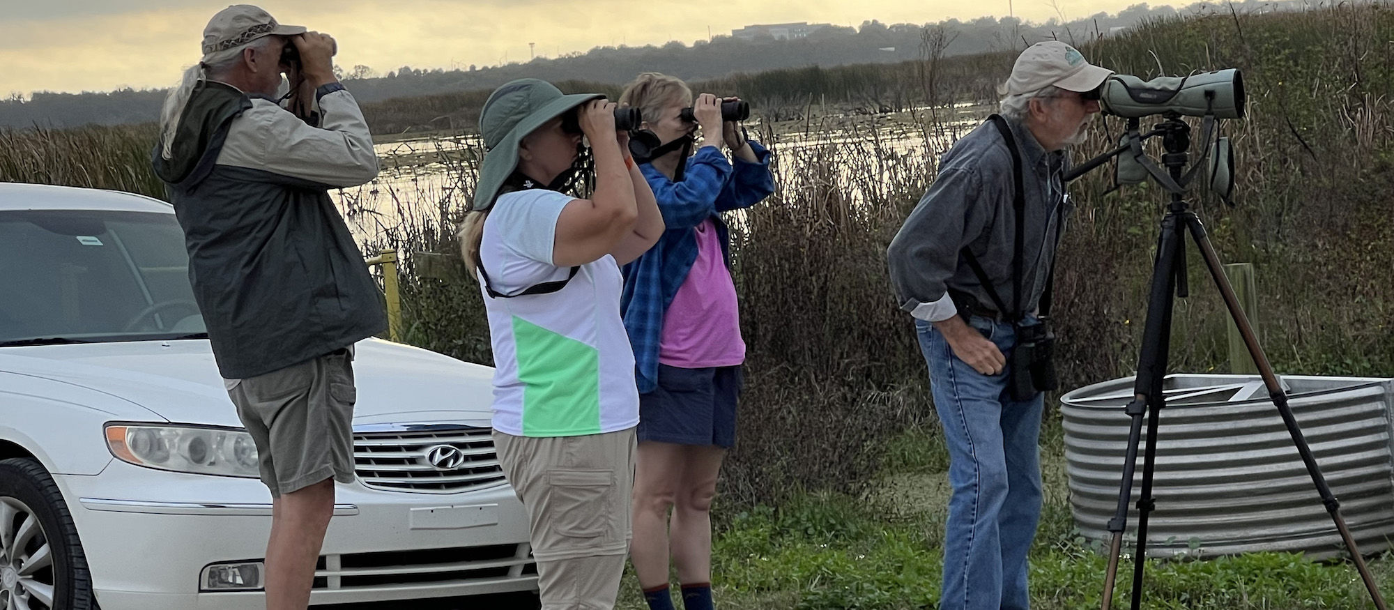 four birders looking at birds in a marsh