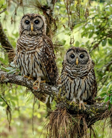 "Wet Barred Owlets" Advanced Honorable Mention: Marina Scarr, Sarasota