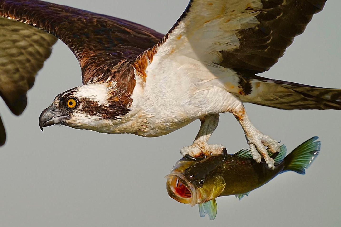 "Osprey with a Surprised Largemouth Bass" Advanced 3rd Place: Wei-Shen Chin, Windermere