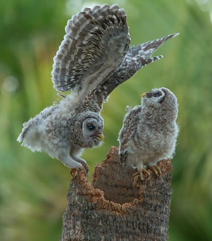 "Barred Owlets’ Antics" Advanced Honorable Mention: Marina Scarr, Sarasota