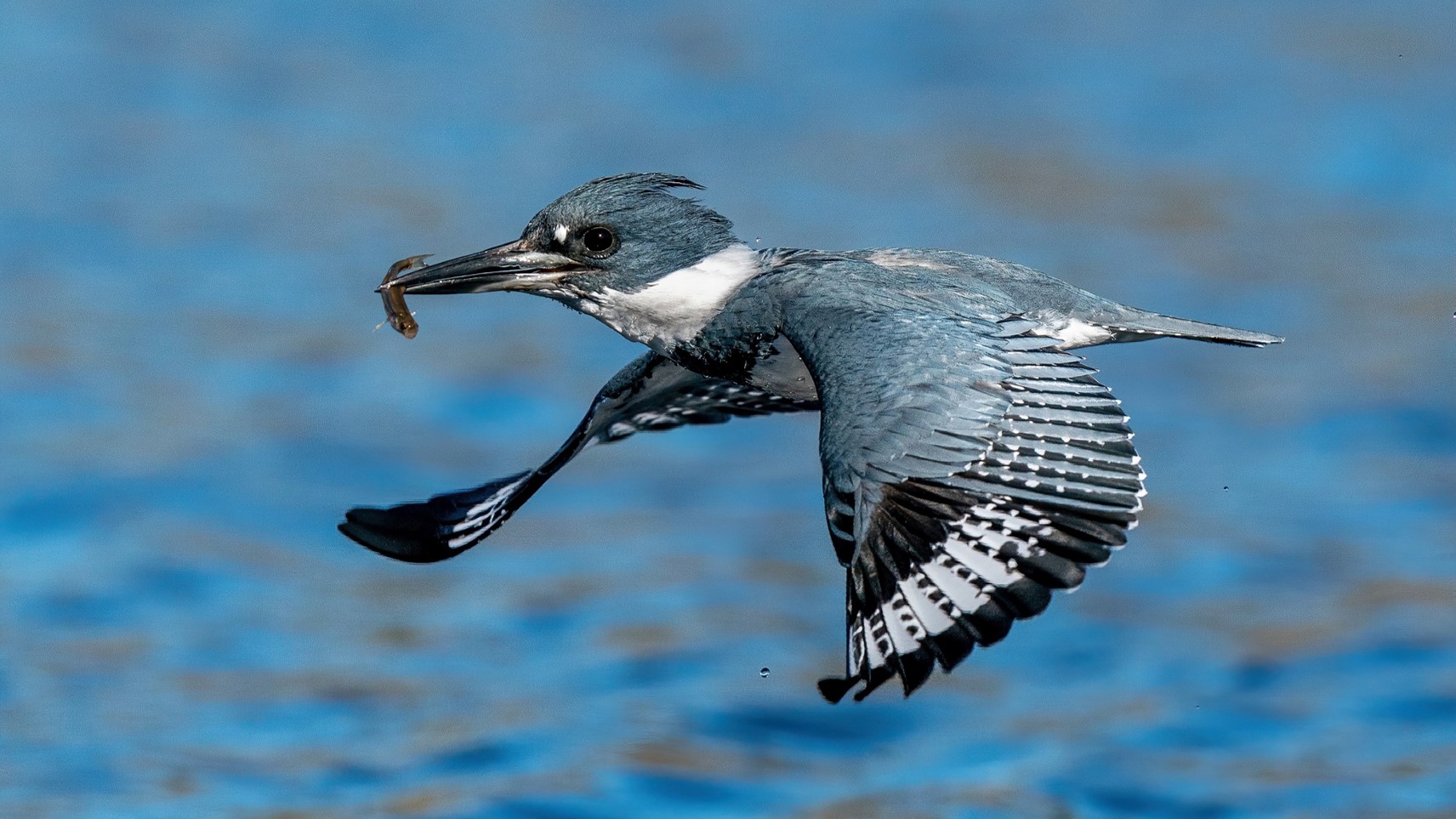 "Belted Kingfisher with Fresh Catch" Advanced Honorable Mention: Tim Barker, Orlando
