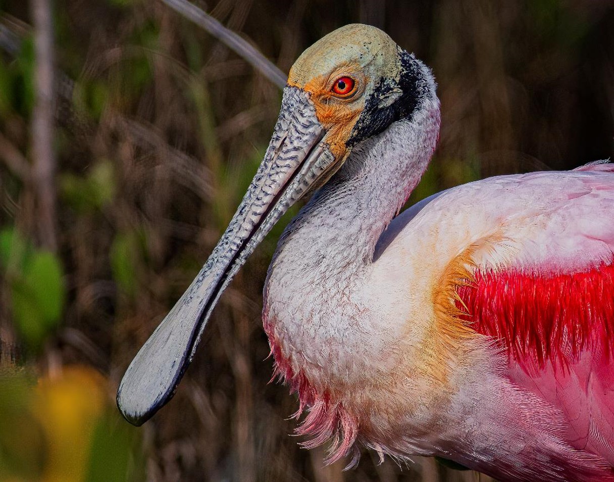 "Roseate Spoonbill" Advanced Honorable Mention: Daryl Roston, DeLand