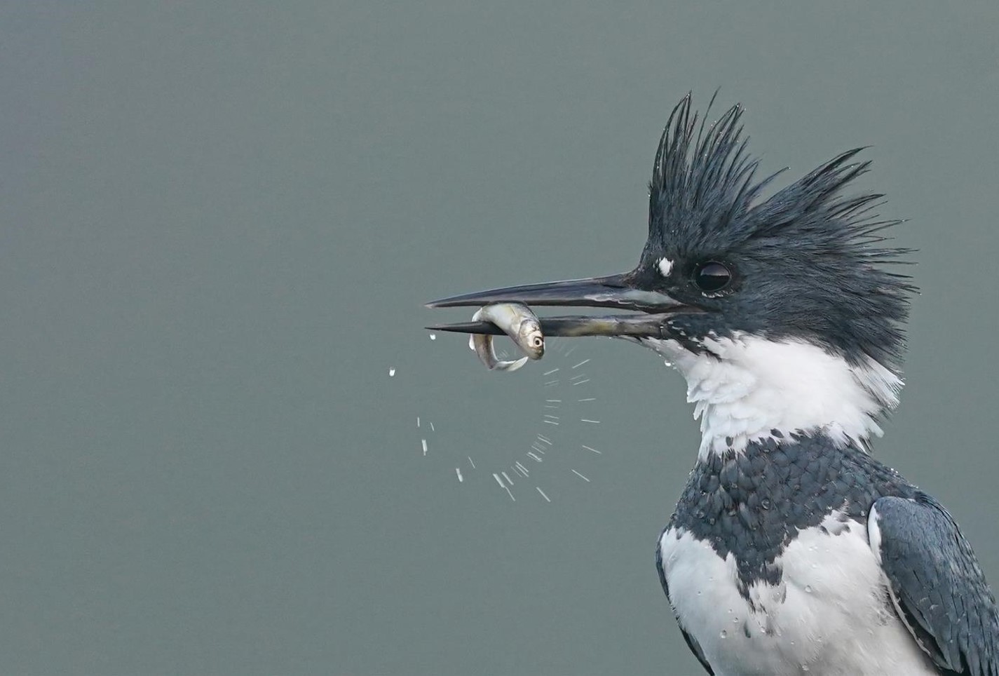 "The Catch-Belted Kingfisher" Novice 1st Place: Maria Khvan, West Chester, PA
