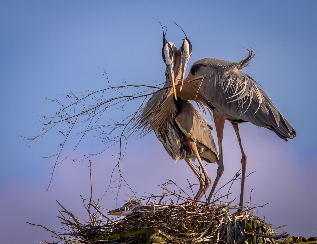 "Happy Home-Great Blue Herons" Novice Honorable Mention: Donald Martin, Melbourne