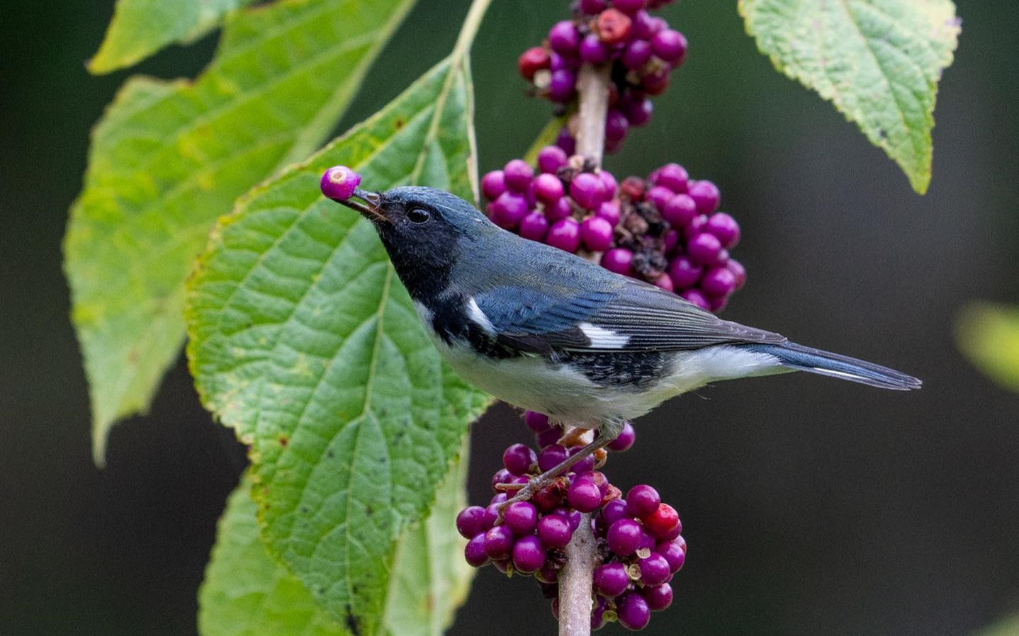 "Two Beauties-Black-throated Blue Warbler on American Beautyberry" Novice 2nd Place: Bill Hauck, Winter Park