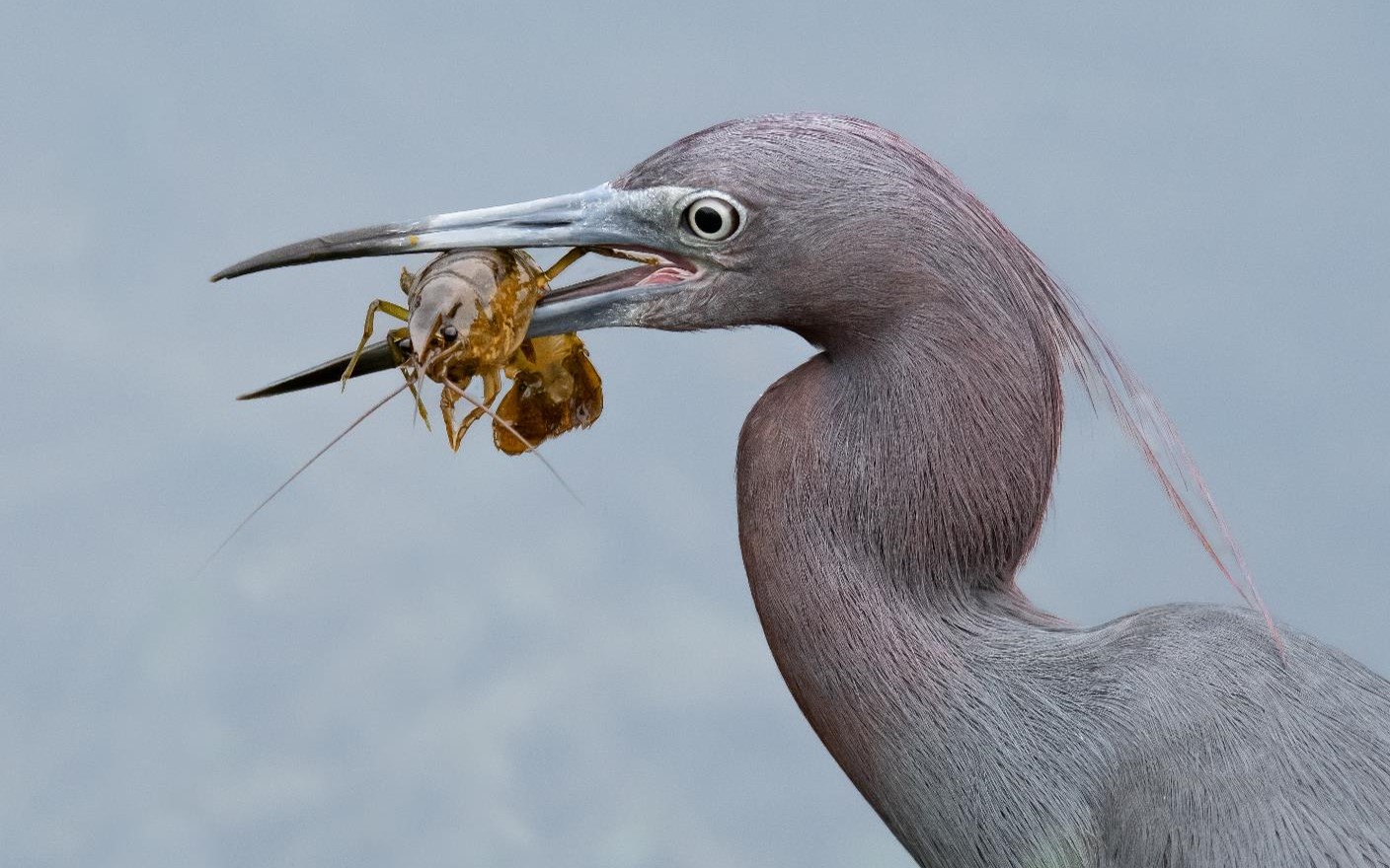 "Just a Little Eye-to-Eye-Little Blue Heron with Lil Crayfish" Novice 3rd Place: Lee Ann Posavad, Championsgate