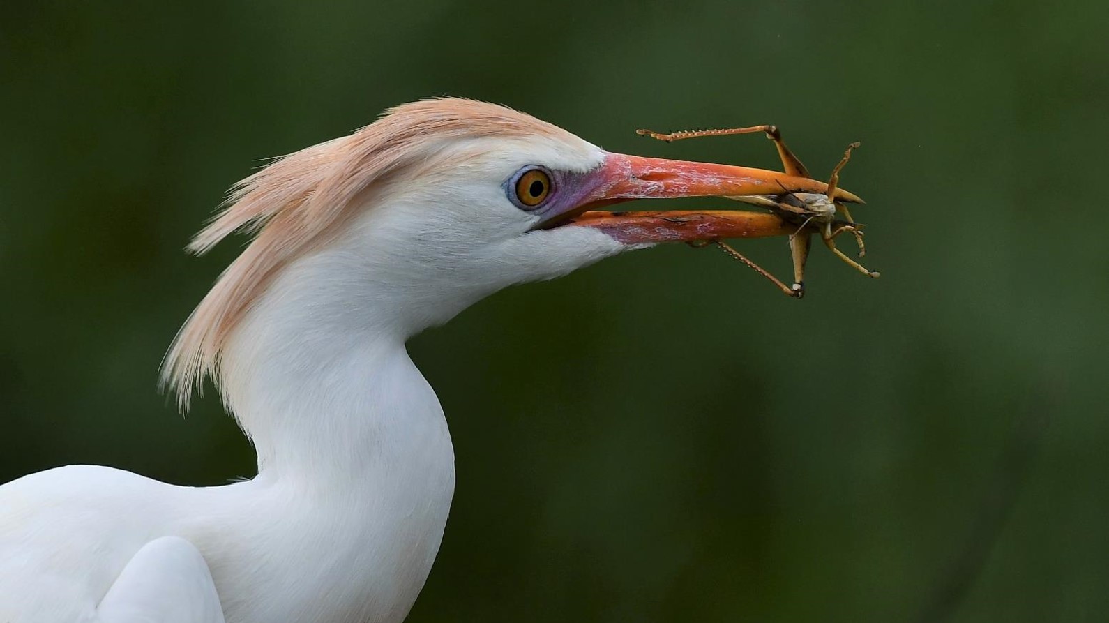 "I Caught Ya! Now, What’ll I Do with Ya? Cattle Egret with Grasshopper" Novice Honorable Mention: Jan Pewsey, Ocoee