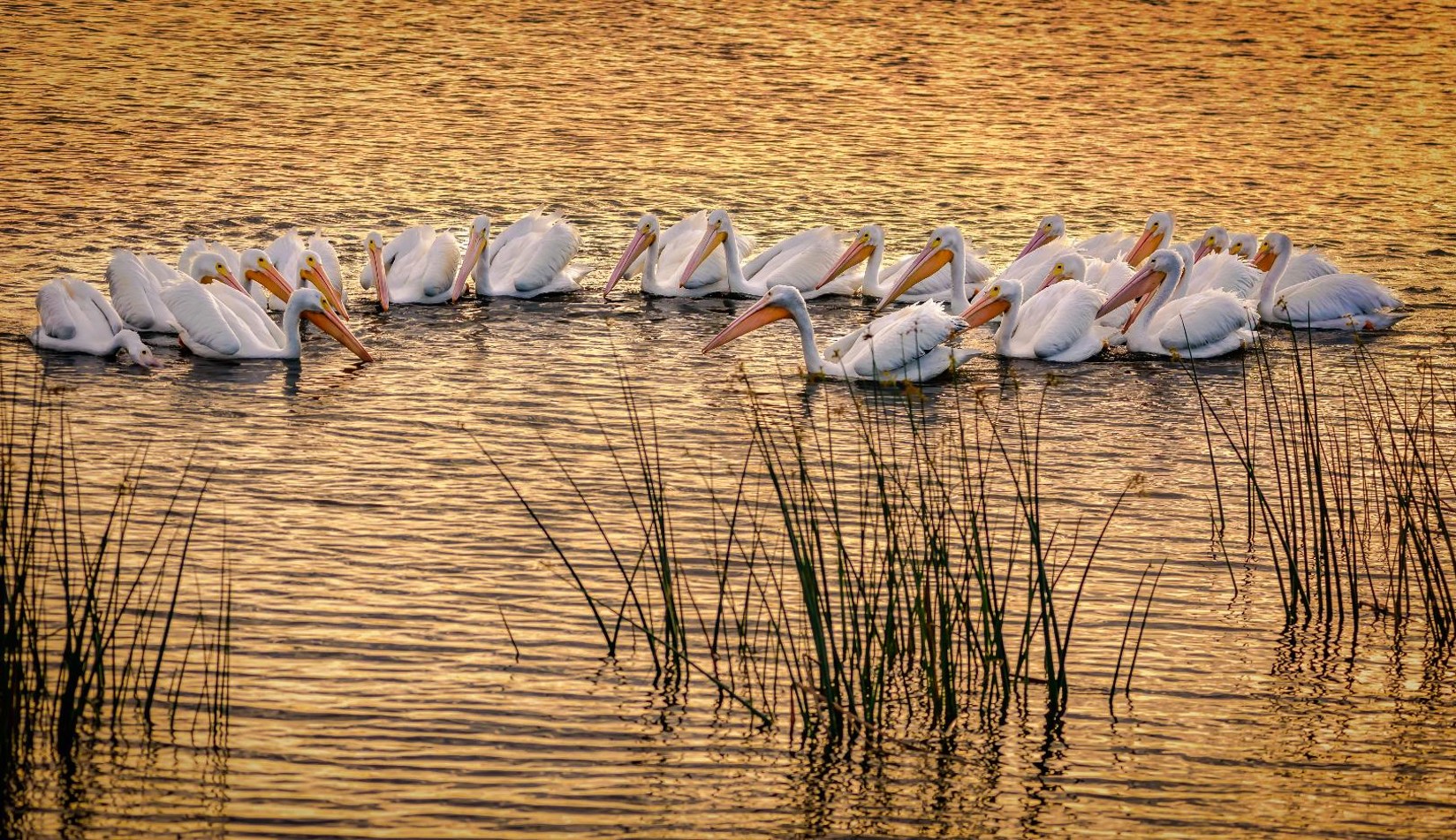 "White Pelican Sunset-American White Pelicans" Novice Honorable Mention: Donald Martin, Melbourne