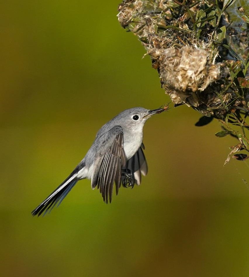 "The Catch-Blue-gray Gnatcatcher with Spider" Novice Honorable Mention: Maria Khvan, West Chester, PA