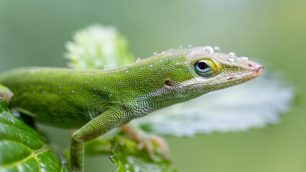 Photo Contest | Orange Audubon Society