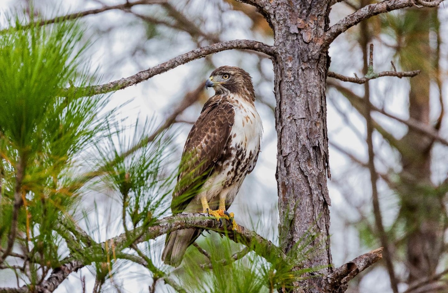 "Red-tailed Hawk Perched in Pines" Youth Honorable Mention: Ethan Landreville, Melbourne