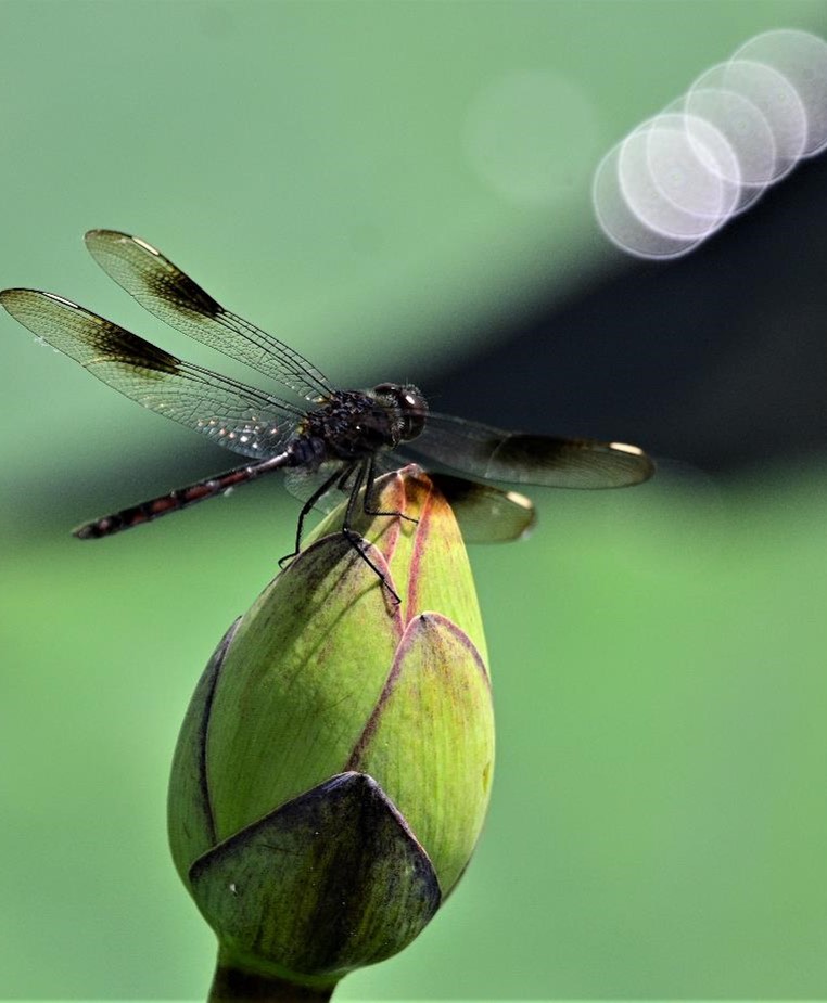 "Dragonfly Rest-Four-spotted Pennant on Lotus Bud" Youth Honorable Mention: Nicole Chin, Windermere