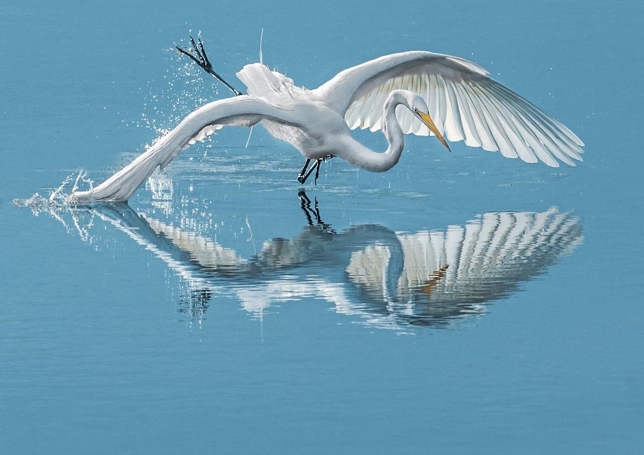 "All This for a Little Fish - Great Egret" Advanced Honorable Mention: Jeff Bishop, Ocoee
