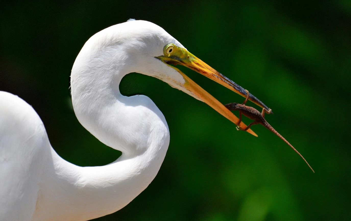 "Hangin' on for Dear Life - Great Egret and Green Anole" Advanced Honorable Mention: Neil Clements, Zephyrhills
