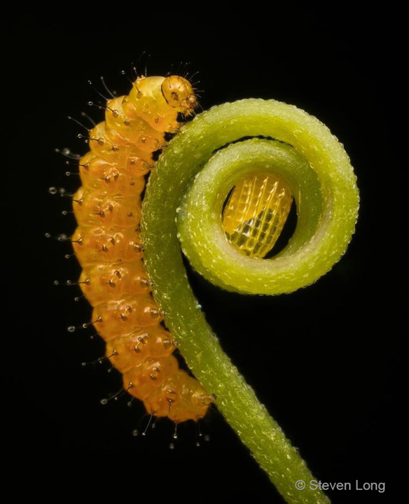 "Circle of Life—Zebra Longwing Caterpillar and Egg" Advanced Honorable Mention: Steven Long, Lady Lake