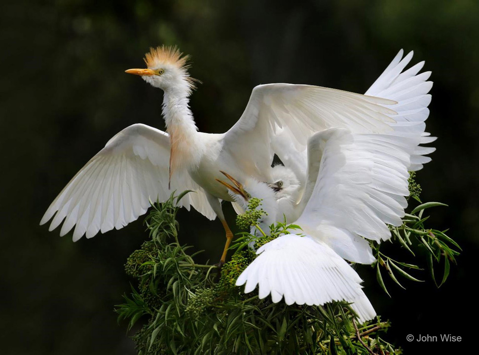 "Hungry Cattle Egrets" Advanced Honorable Mention: John Wise, Orlando