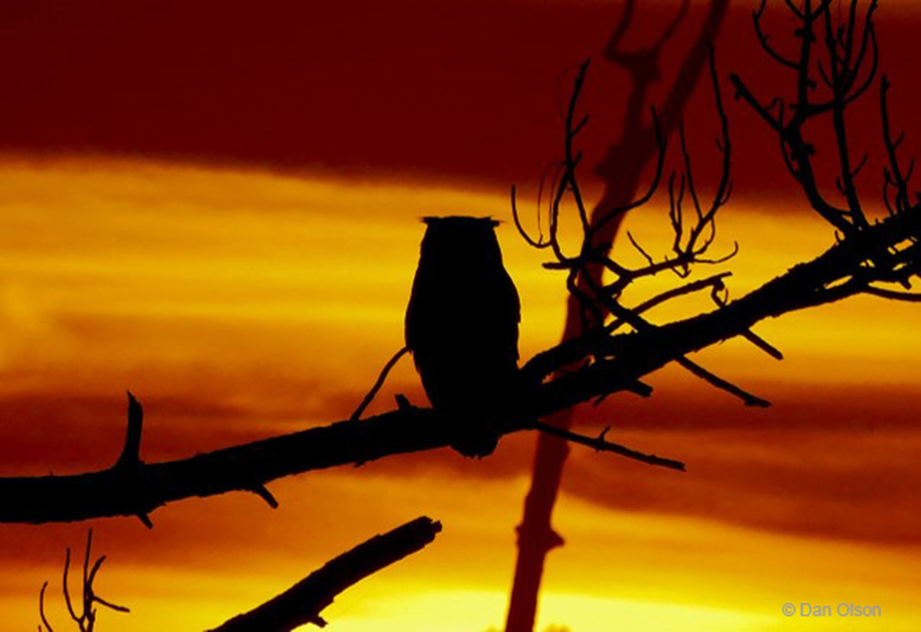 "Sunrise with a Great Horned Owl" Advanced Honorable Mention: Daniel Olson, Sarasota