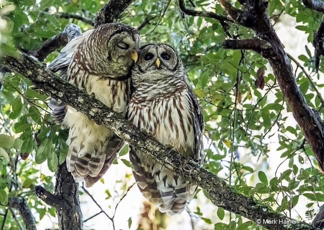 "Pair of Barred Owls" Advanced Honorable Mention: Mark Hainen, Groveland