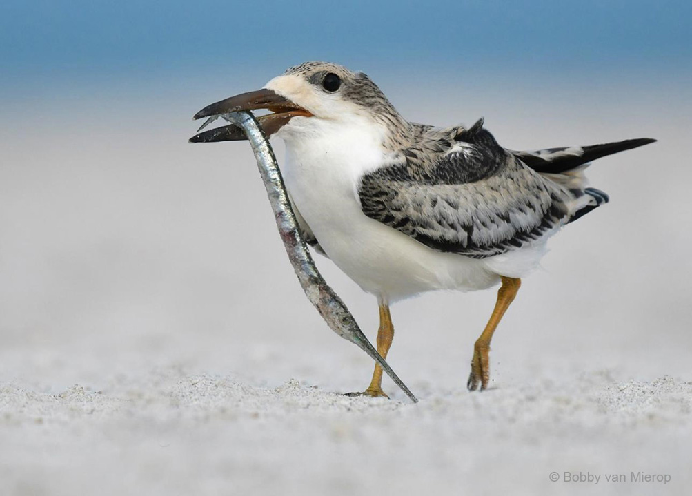 "Catch of the Day—Black Skimmer Chick" Advanced Honorable Mention: Bobby van Mierop, Palm Coast