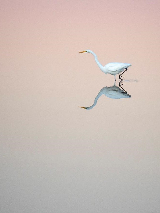 "Great Egret at Dawn" Advanced Honorable Mention: Melodi Roberts, Winter Springs
