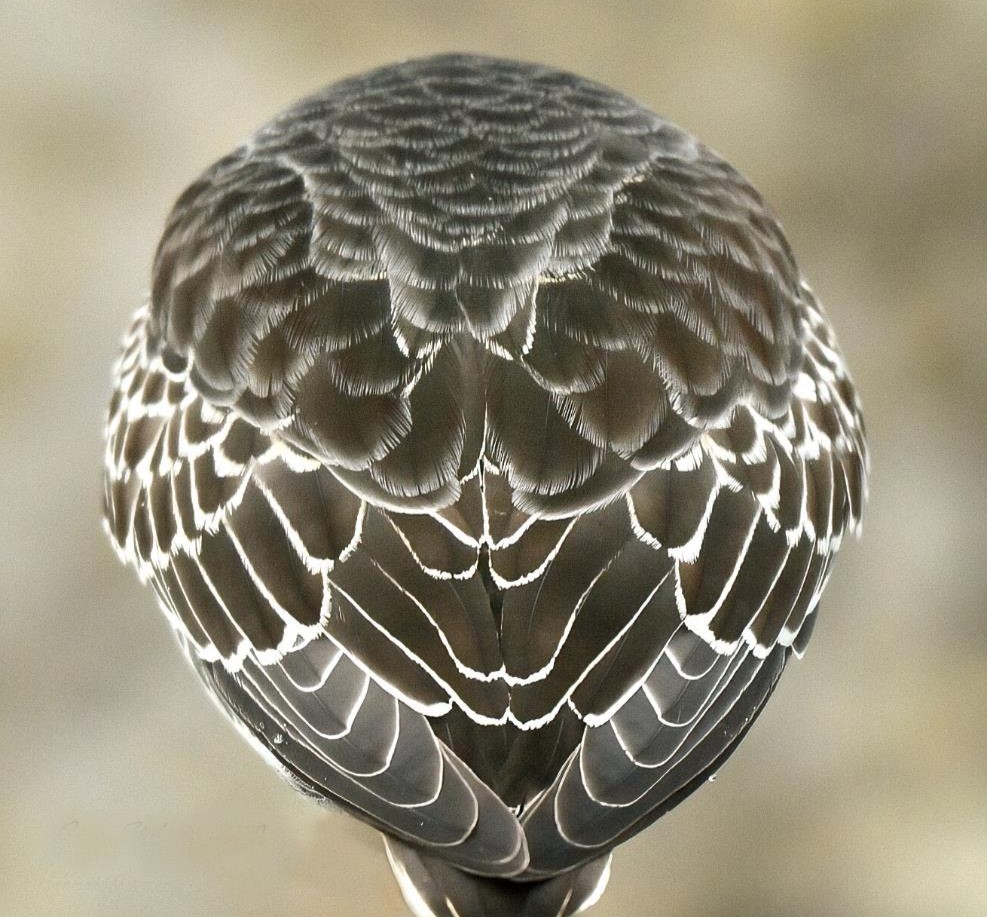 "Feathered Symmetry - Purple Sandpiper" Advanced Second Place: Joyce Stefancic, Clermont
