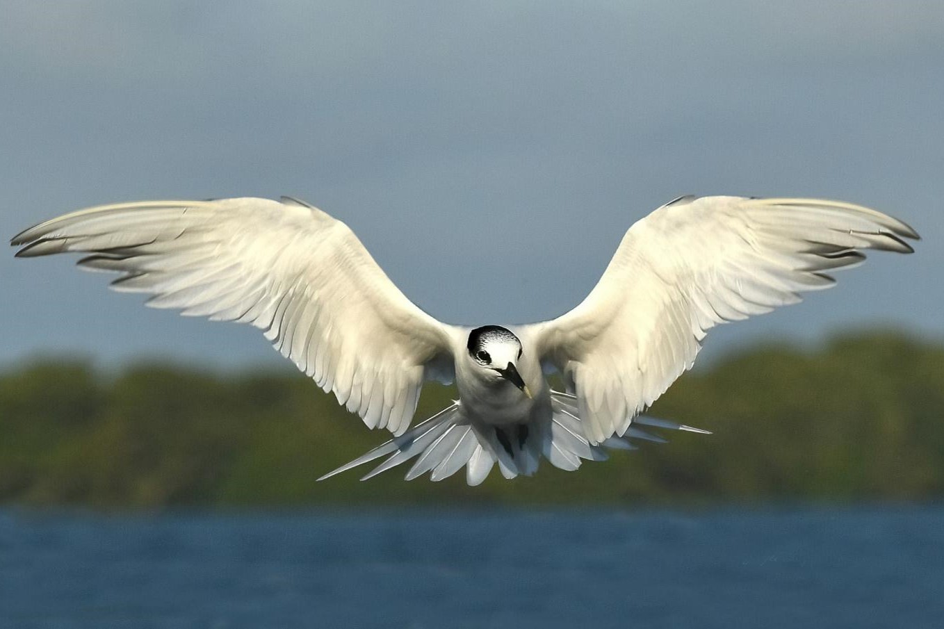 "Comin’ Atcha’—Sandwich Tern" Advanced Honorable Mention: Joyce Stefancic, Clermont
