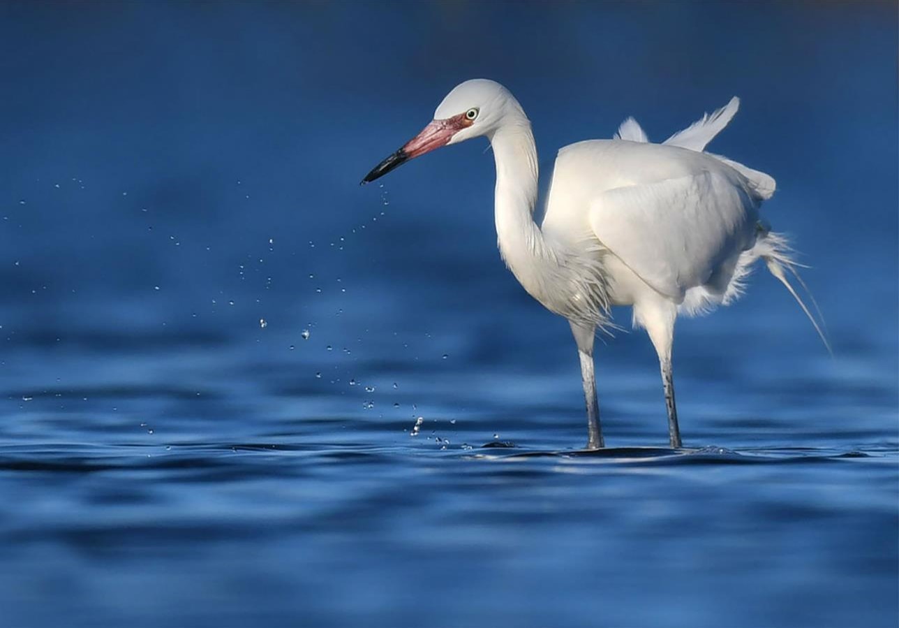 "White Morph - Reddish Egret" Advanced Honorable Mention: Bobby Van Mierop, Palm Coast
