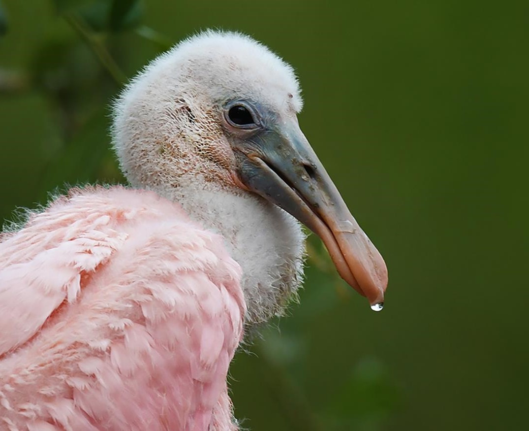 "Juvenile with Droplet - Roseate Spoonbill" Advanced Honorable Mention: Bobby Van Mierop, Palm Coast

