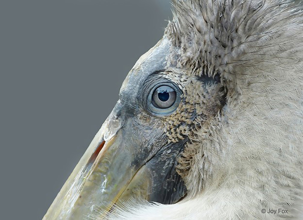 "Stork Contemplation—Immature Wood Stork " Novice First Place: Joy Fox, Orlando