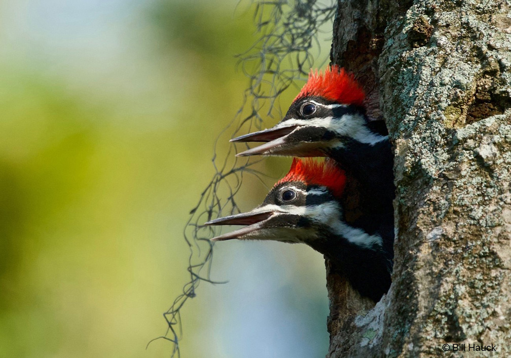 "Pileated Sisters—Pileated Woodpeckers" Novice Third Place: Bill Hauck, Winter Park