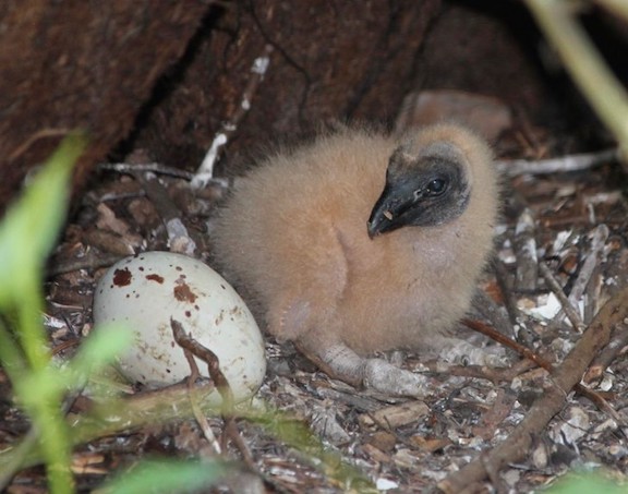 "Do I Hear Pipping? Black Vulture Chick and Egg" Novice Honorable Mention: Fred Antonio, Sorrento
