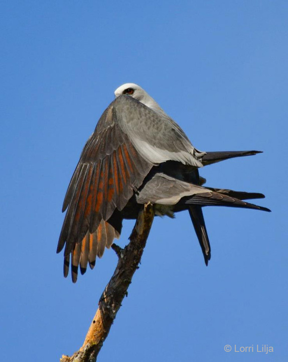 "Watchful Mate—Mississippi Kites" Novice Honorable Mention: Lorri Lilja, Casselberry
