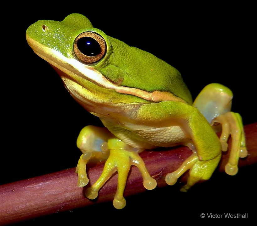 "Night Shot—Green Treefrog" Novice Honorable Mention: Victor Westhall, Winter Springs