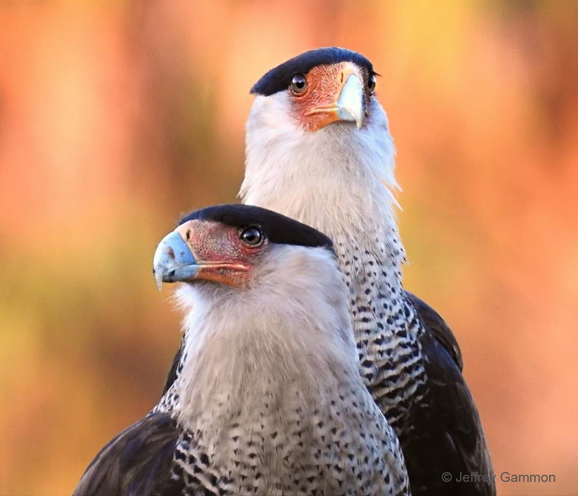 "Dapper Duo—Crested Caracara" Novice Honorable Mention: Jeffrey Gammon, Casselberry