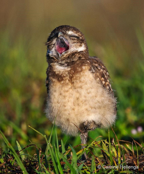 "Sleepy Owlet—Burrowing Owl" Novice Honorable Mention: Caitrine Hellenga, Orlando