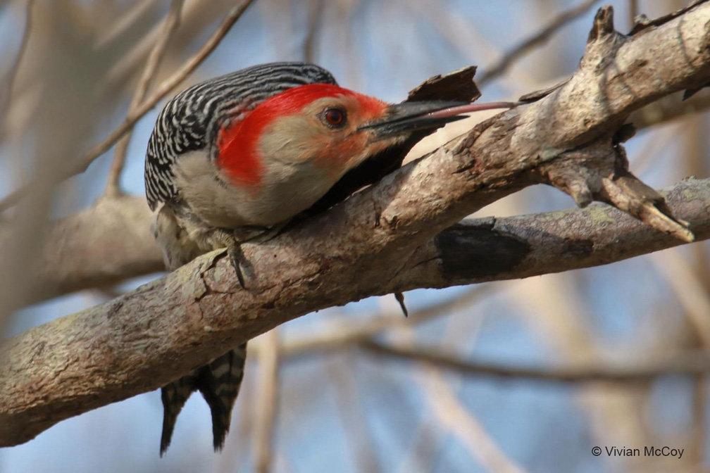 "Gotcha! Red-bellied Woodpecker" Novice Honorable Mention: Vivian McCoy, Orlando