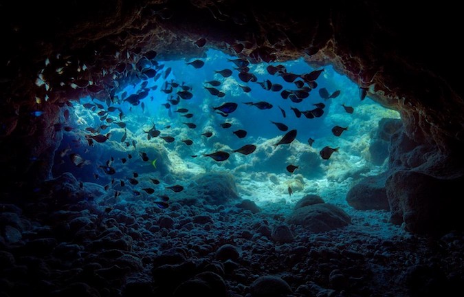 "Diving Through Caves with Fishes" Novice First Place: Steven Madow, Orlando
