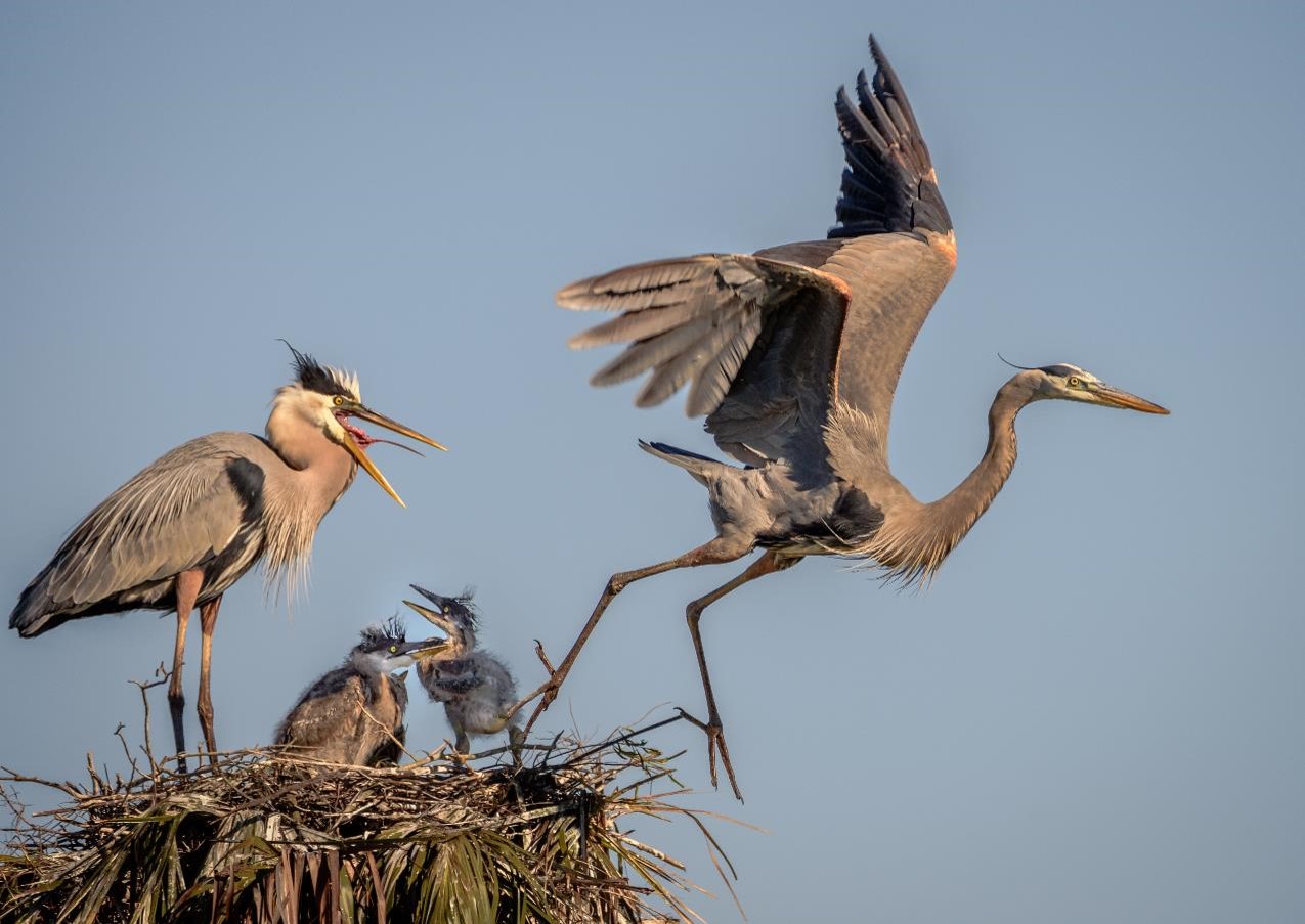 "Hurry Back - Great Blue Herons" Novice Honorable Mention: Donald Martin, Melbourne
