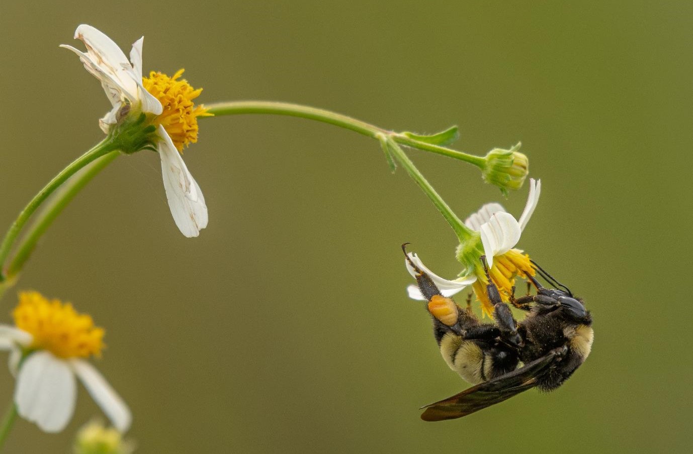 "Harvest Time - American Bumblebee on Spanish Needle" Novice Honorable Mention: Lee Ann Posavad, Davenport
