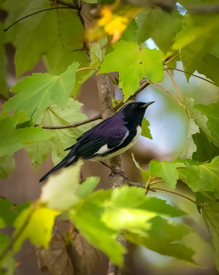 "Black and Blue Stopover—Black-throated Blue Warbler in Red Maple" Honorable Mention: Sebastian Tongson, Winter Park
