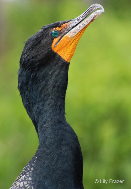 "Chin Up! Double-crested Cormorant" Youth First Place: Lily Frazer, Casselberry