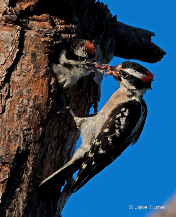 "Feeding Time—Hairy Woodpeckers" Youth Fourth Place: Jake Turner, Nokomis