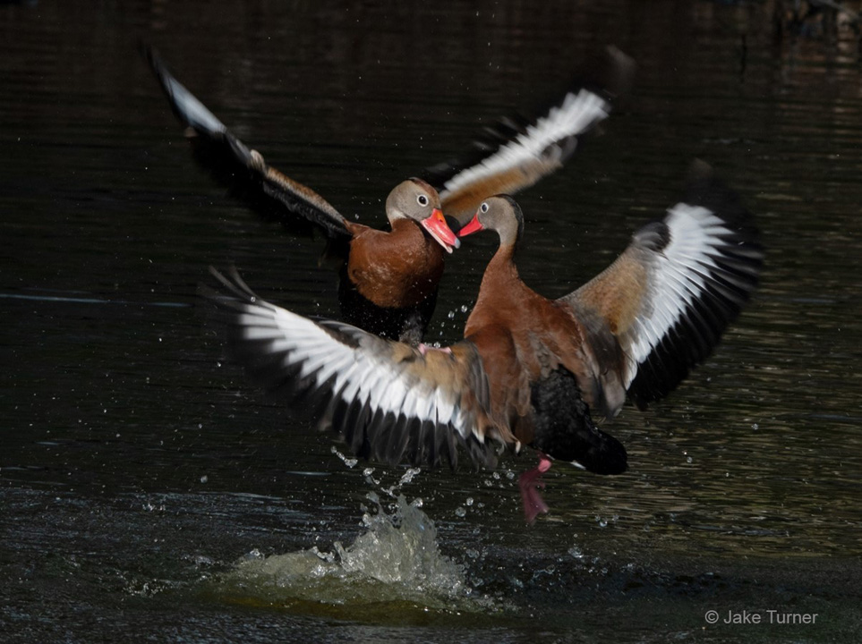 "Duck Fight! Black-bellied Whistling-Ducks" Youth Fifth Place: Jake Turner, Nokomis