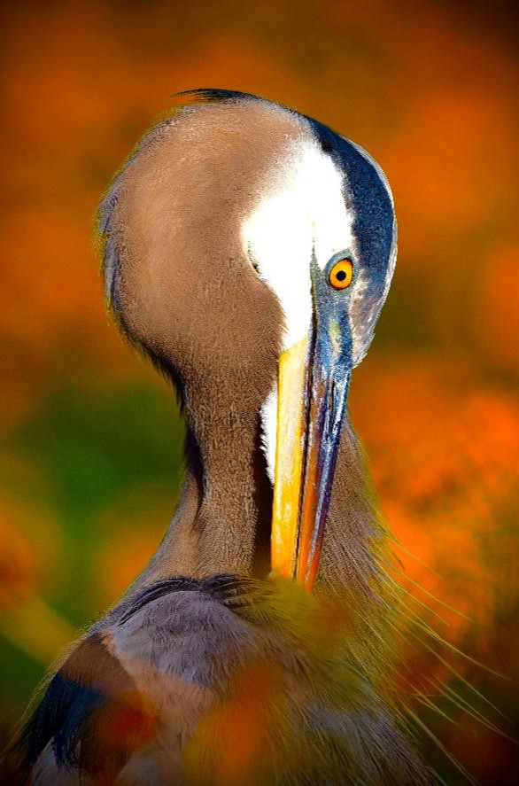 "Marigold Heron - Great Blue Heron" Youth Honorable Mention: Lauren Chin, Windermere
