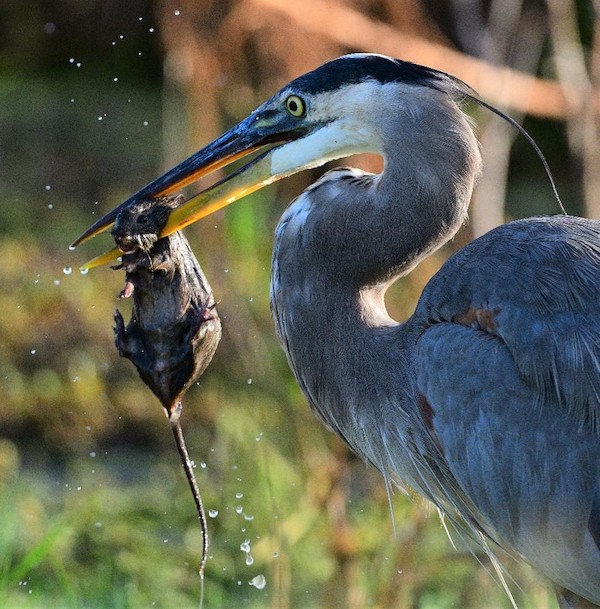 "Rodent Lunch - Great Blue Heron with Lunch" Youth Honorable Mention: Lauren Chin, Windermere